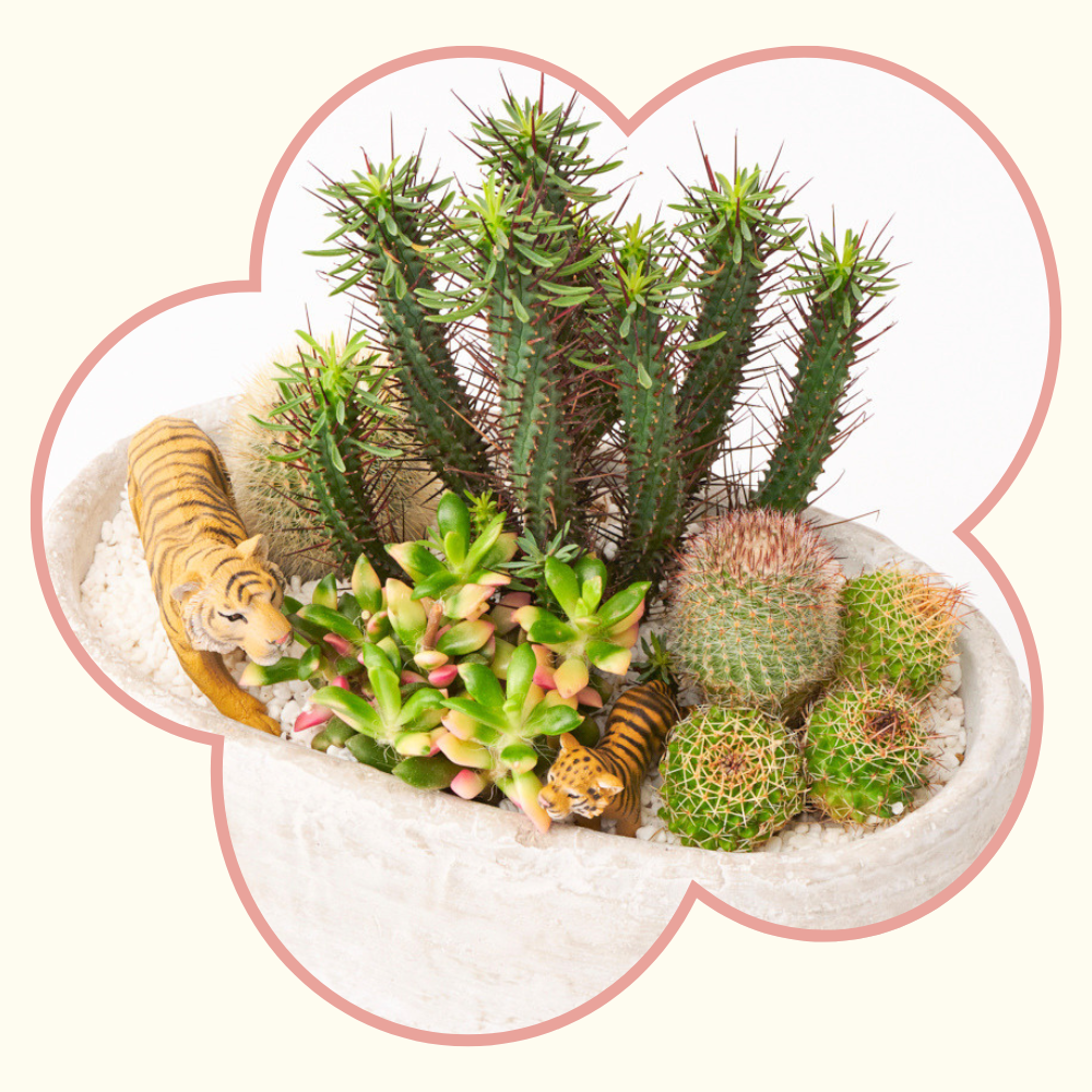 観葉植物の母の日ギフト