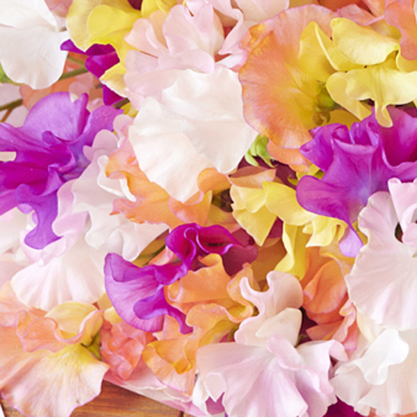 紫 ラグジュアリー 大きめフラワーアレンジメント 造花 胡蝶蘭 胡蝶蘭