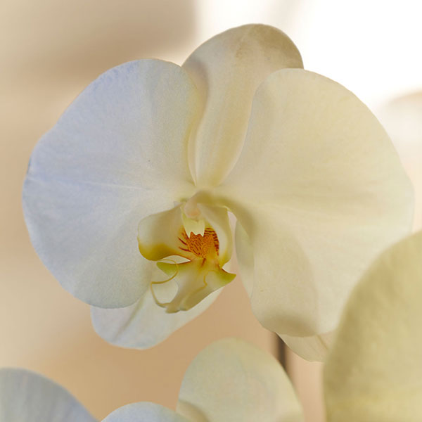 カラー胡蝶蘭　3本立24輪　グラデーション（ソレイユ）