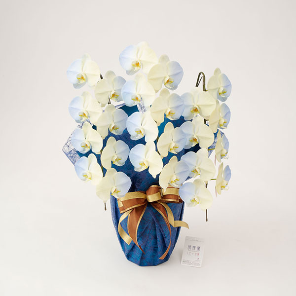 おしゃれな花の贈り物　カラー胡蝶蘭　3本立24輪　グラデーション（ソレイユ）