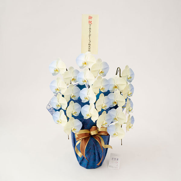 カラー胡蝶蘭　3本立24輪　グラデーション（ソレイユ）