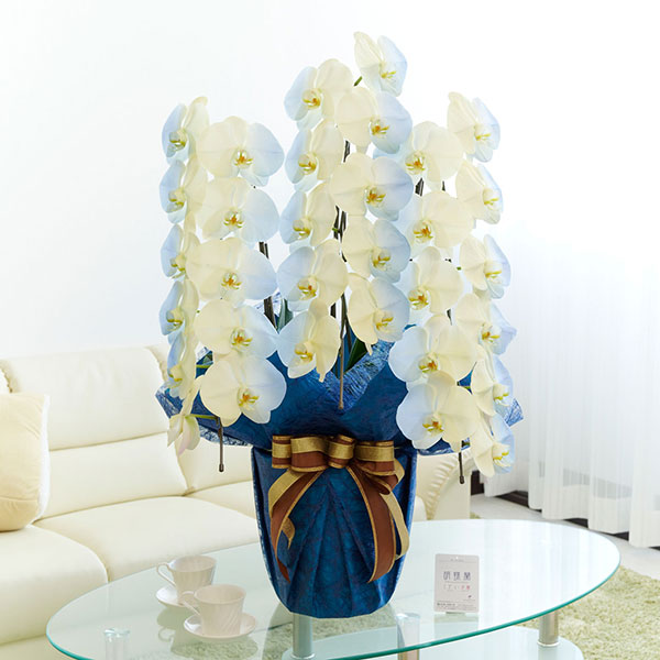 カラー胡蝶蘭　3本立30輪　グラデーション（ソレイユ）