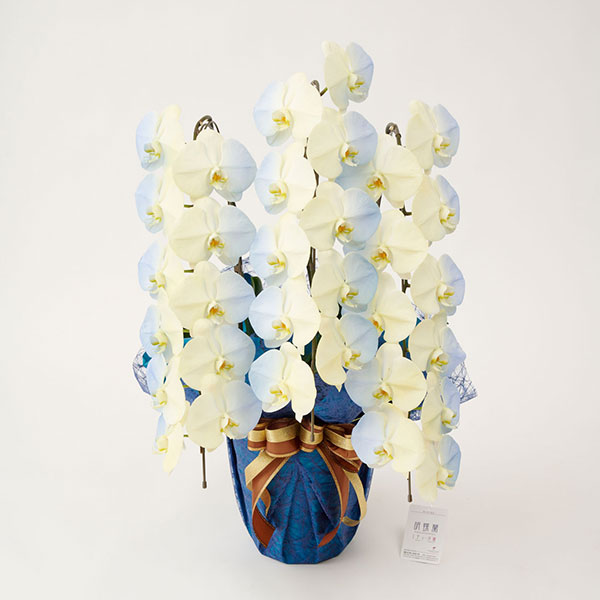 おしゃれな花の贈り物　カラー胡蝶蘭　3本立30輪　グラデーション（ソレイユ）