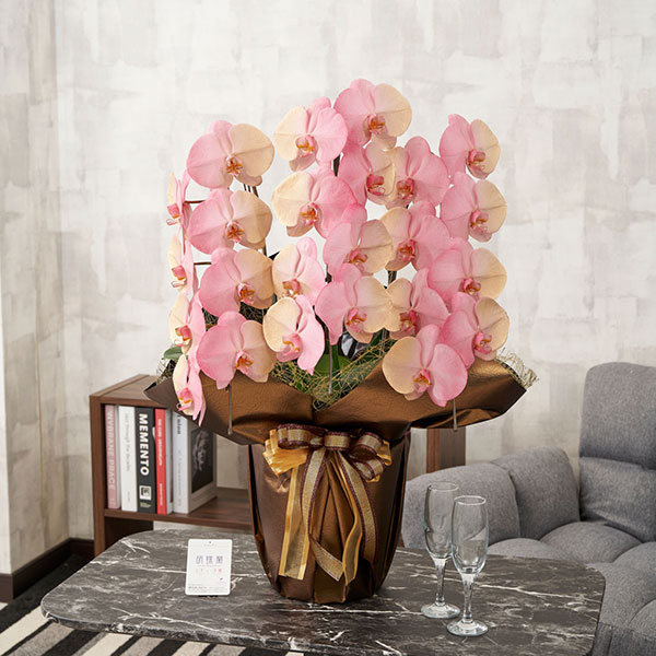 おしゃれな花の贈り物　カラー胡蝶蘭　3本立24輪　グラデーション（開運招福）