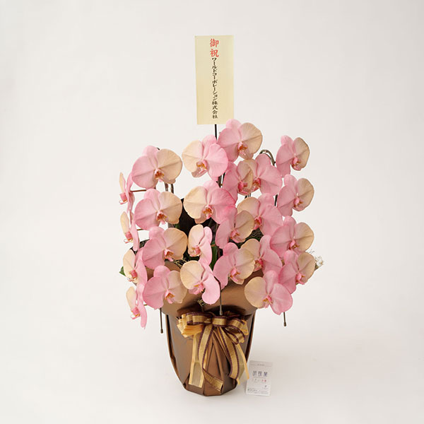 カラー胡蝶蘭　3本立24輪　グラデーション（開運招福）