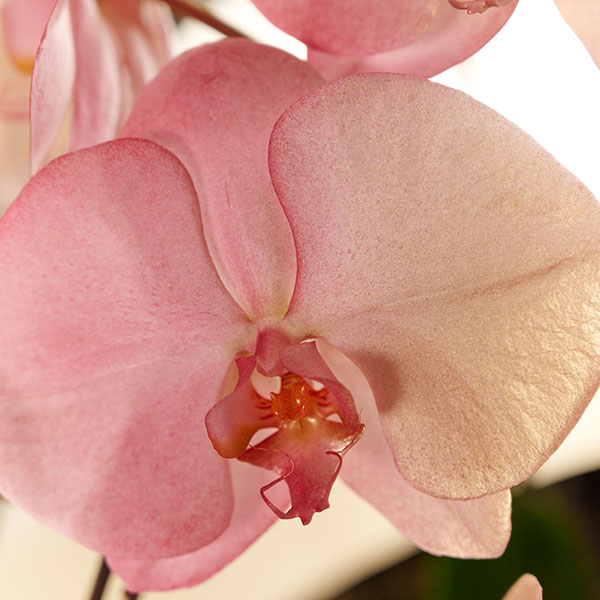 カラー胡蝶蘭　3本立24輪　グラデーション（開運招福）