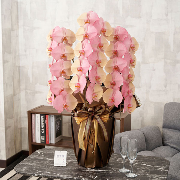 おしゃれな花の贈り物　カラー胡蝶蘭　3本立30輪　グラデーション（開運招福）