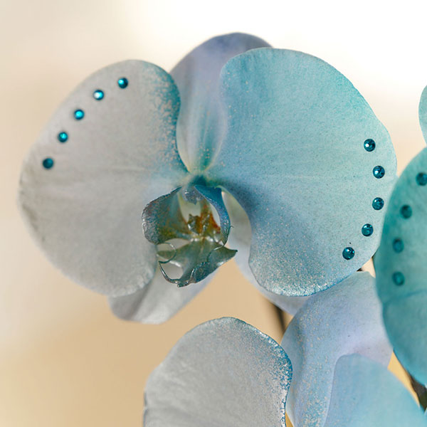 カラー胡蝶蘭　3本立24輪　グラデーション（ギャラクシー）※ストーン装飾付き