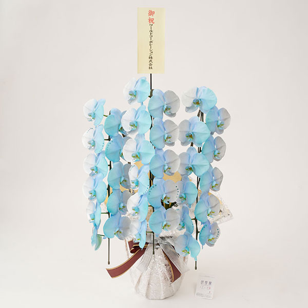 カラー胡蝶蘭　3本立30輪　グラデーション（ギャラクシー）※ストーン装飾付き