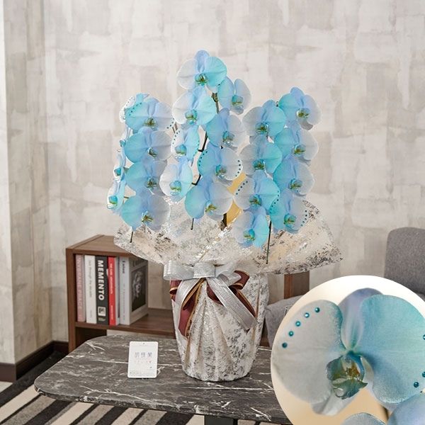 おしゃれな花の贈り物　カラー胡蝶蘭　3本立24輪　グラデーション（ギャラクシー）※ストーン装飾付き