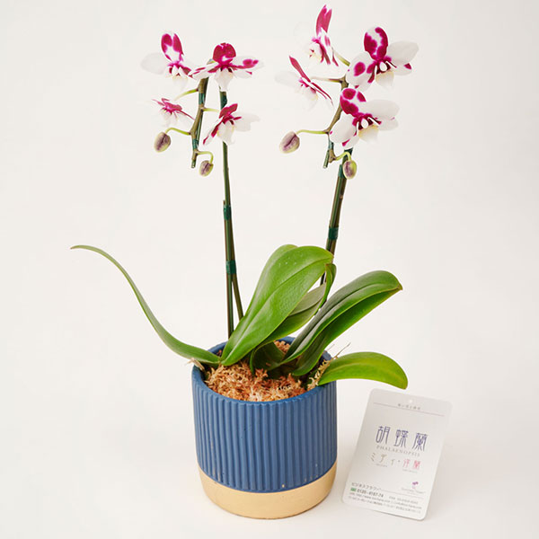 おしゃれな花の贈り物　ミニ胡蝶蘭　2本立　インテリア鉢「ロイヤルブルー」※花色ランダム
