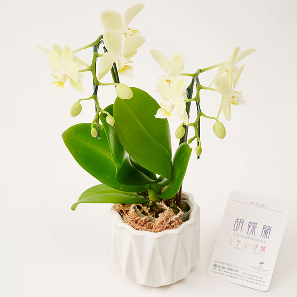 おしゃれな花の贈り物　ミニ胡蝶蘭　2本立　インテリア鉢「白羽の矢」※花色ランダム