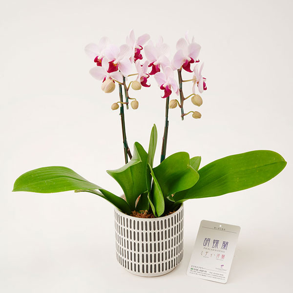 おしゃれな花の贈り物　ミニ胡蝶蘭　2本立　インテリア鉢「村雨」※花色ランダム
