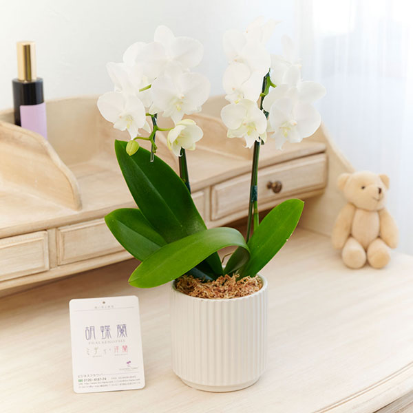 おしゃれな花の贈り物　ミニ胡蝶蘭　2本立　インテリア鉢「コス」※花色ランダム