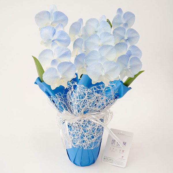 おしゃれな花の贈り物　カラーミニ胡蝶蘭　2本立14輪以上　グラデーション（晴ればれ）