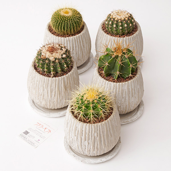 おしゃれな花の贈り物　サボテン　ランダム5種セット（ホワイトベージュ鉢・受け皿付き）