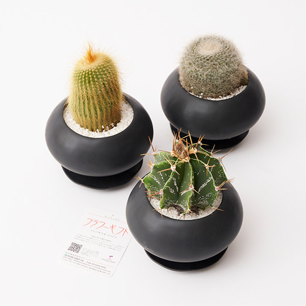 おしゃれな花の贈り物　サボテン　ランダム3種セット（ブラック鉢・受け皿付き）