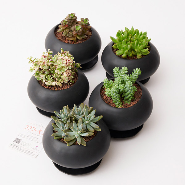 おしゃれな花の贈り物　多肉植物　ランダム5種セット（ブラック鉢・受け皿付き）