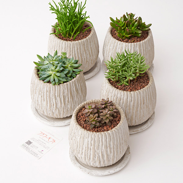 おしゃれな花の贈り物　多肉植物　ランダム5種セット（ホワイトベージュ鉢・受け皿付き）