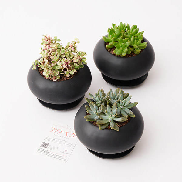 おしゃれな花の贈り物　多肉植物　ランダム3種セット（ブラック鉢・受け皿付き）