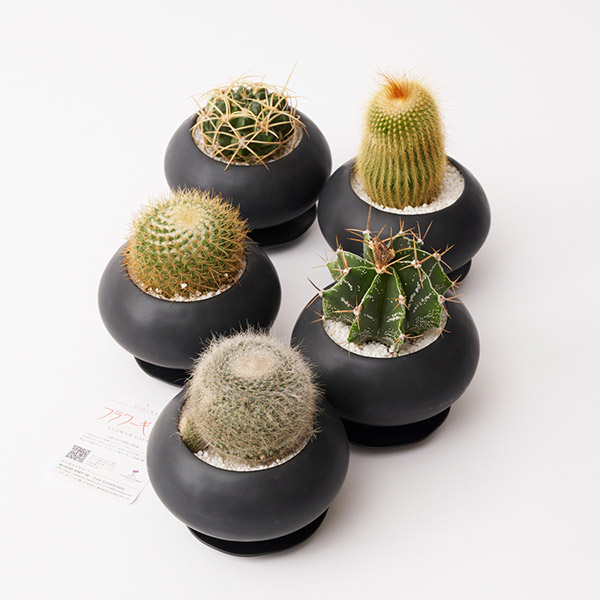 おしゃれな花の贈り物　サボテン　ランダム5種セット（ブラック鉢・受け皿付き）