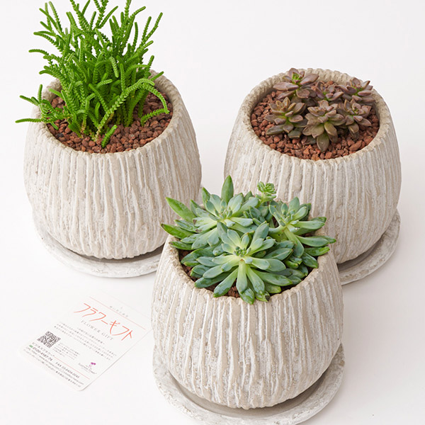 おしゃれな花の贈り物　多肉植物　ランダム3種セット（ホワイトベージュ鉢・受け皿付き）