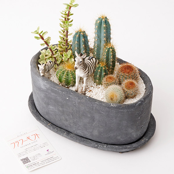おしゃれな花の贈り物　多肉植物・サボテンミックス　サバンナ（ダークグレー鉢・受け皿付き）
