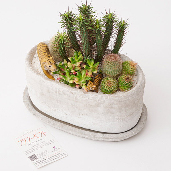 おしゃれな花の贈り物　多肉植物・サボテンミックス　サバンナ（オフホワイト鉢・受け皿付き）