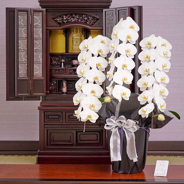 おしゃれな花の贈り物　仏花　＜こだわりラッピング　哀悼＞お供え用胡蝶蘭3本立　36～39輪