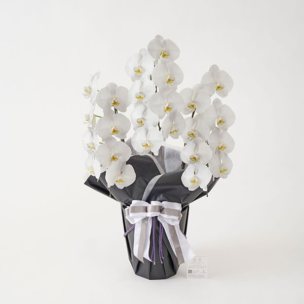 おしゃれな花の贈り物　仏花　お供え用カラー胡蝶蘭3本立　24～27輪（薄墨）