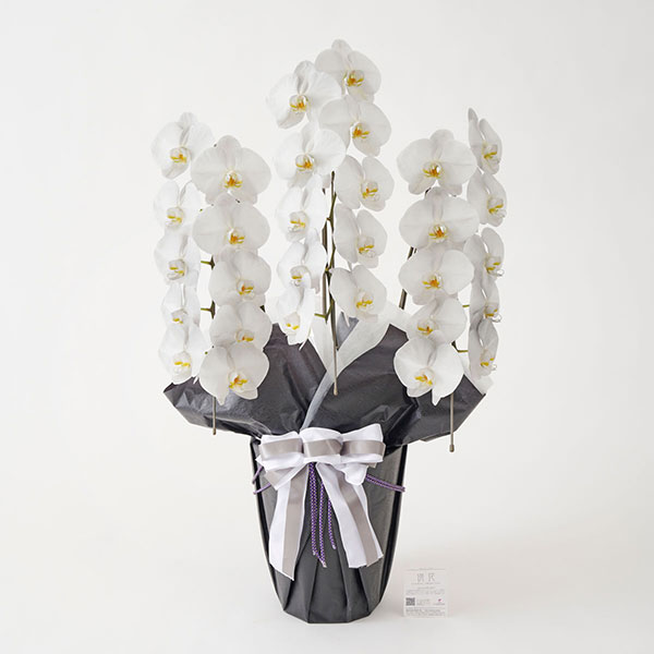 おしゃれな花の贈り物　仏花　お供え用カラー胡蝶蘭3本立　30～33輪（薄墨）