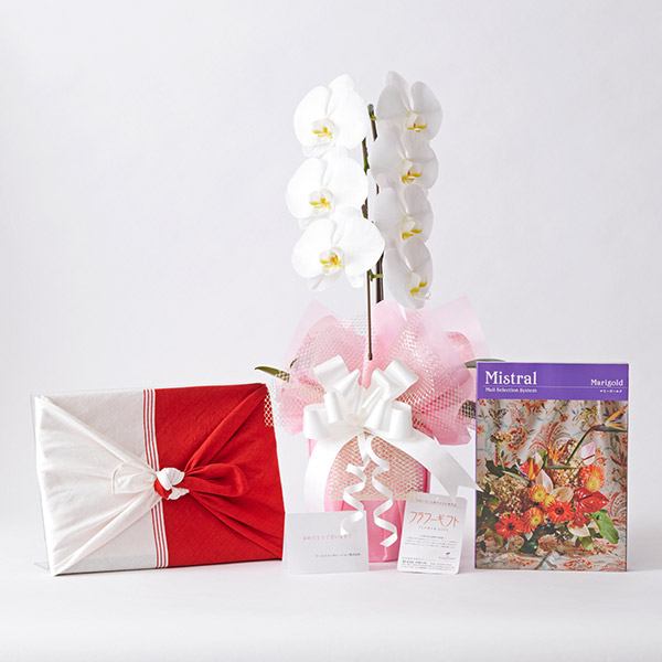 おしゃれな花の贈り物　冊子型ギフトカタログ「ミストラル　マリーゴールド」と胡蝶蘭1本立て（白）