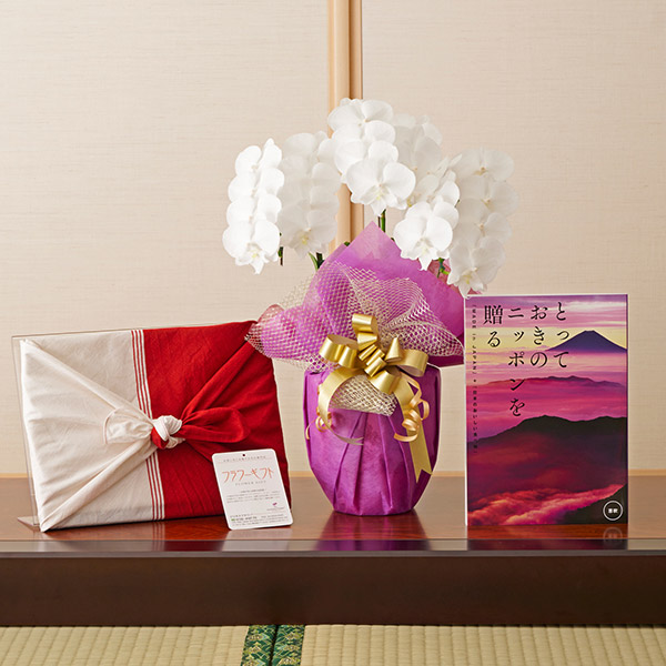 おしゃれな花の贈り物　冊子型ギフトカタログ「とっておきのニッポンを贈る　恵吹-えふう-」とミニ胡蝶蘭3本立て（白）