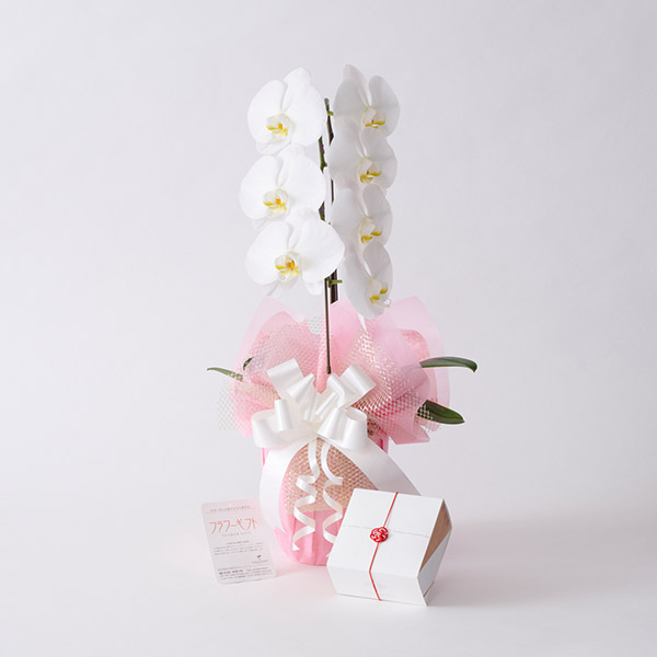 おしゃれな花の贈り物　電子カタログギフト「ジャーナルスタンダード　蘭」と胡蝶蘭1本立て（白）