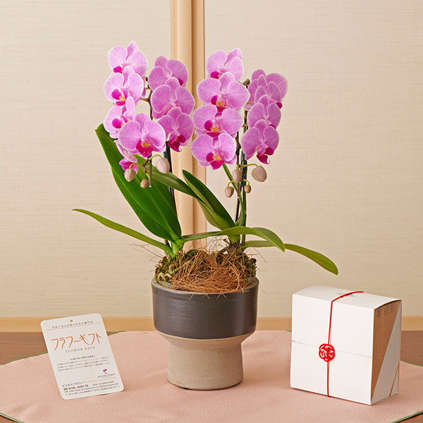 電子カタログギフト「ジャーナルスタンダード　桜」と花色おまかせミニ胡蝶蘭（2本立て）