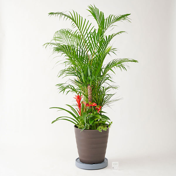 おしゃれな花の贈り物　キャスター付　観葉植物　寄せ植え　12号　プラスチック鉢（ブラウン）