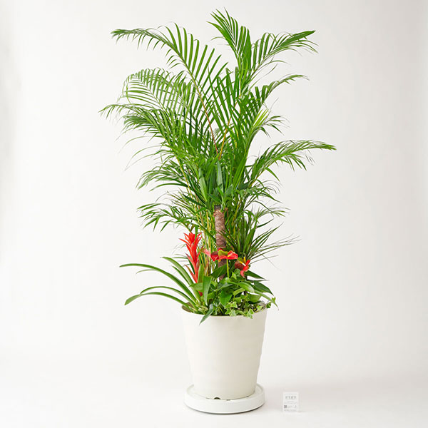 おしゃれな花の贈り物　キャスター付　観葉植物　寄せ植え　12号　プラスチック鉢（ホワイト）