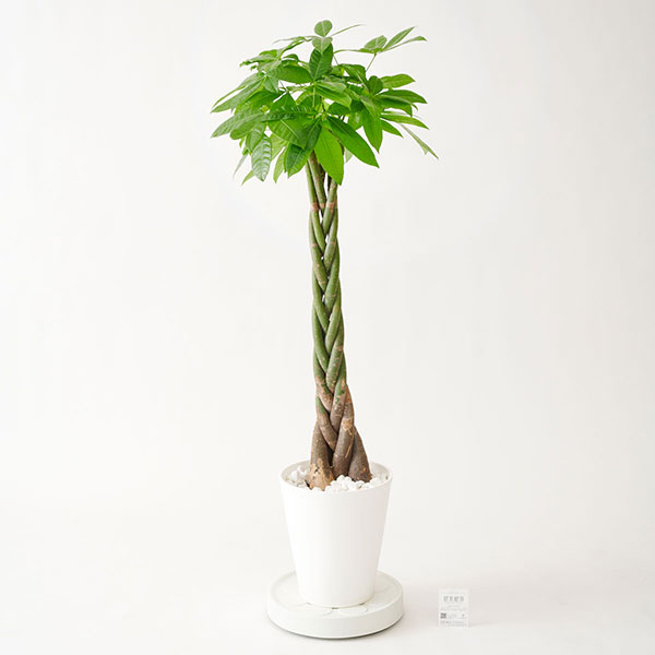 おしゃれな花の贈り物　キャスター付　観葉植物　パキラ　10号　プラスチック鉢（ホワイト）