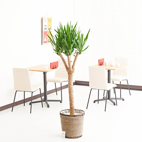 おしゃれな花の贈り物　インテリアグリーン　ユッカブランチ　10号（ダークブラウンの鉢カバー付）