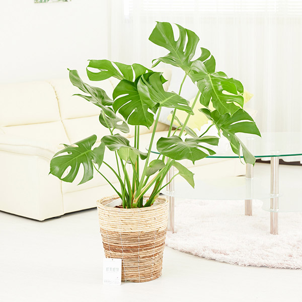 おしゃれな花の贈り物　インテリアグリーン　モンステラ　8号（ツートンの鉢カバー）