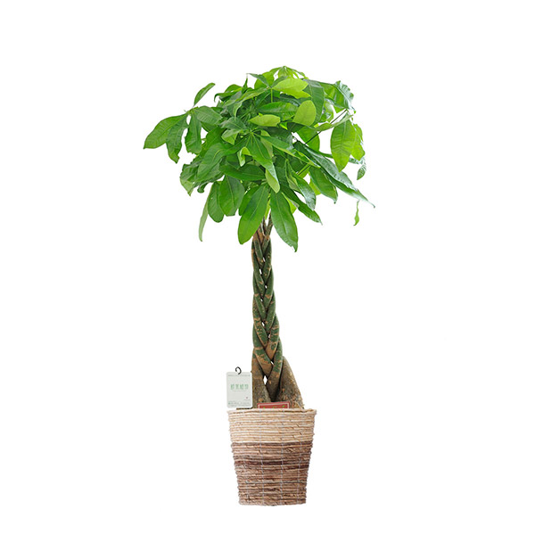 おしゃれな花の贈り物　インテリアグリーン　パキラ　8号（ツートンの鉢カバー）