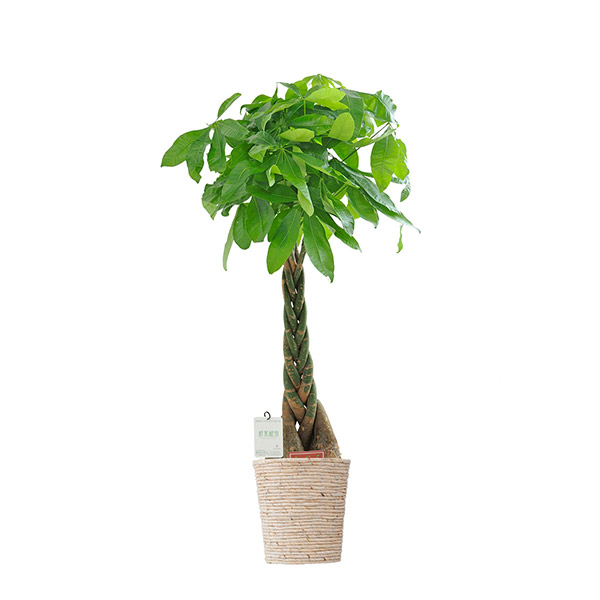 おしゃれな花の贈り物　インテリアグリーン　パキラ　8号（ホワイトの鉢カバー）