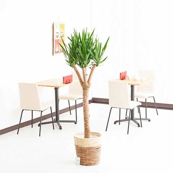 おしゃれな花の贈り物　インテリアグリーン　ユッカブランチ　10号（ツートンの鉢カバー付）