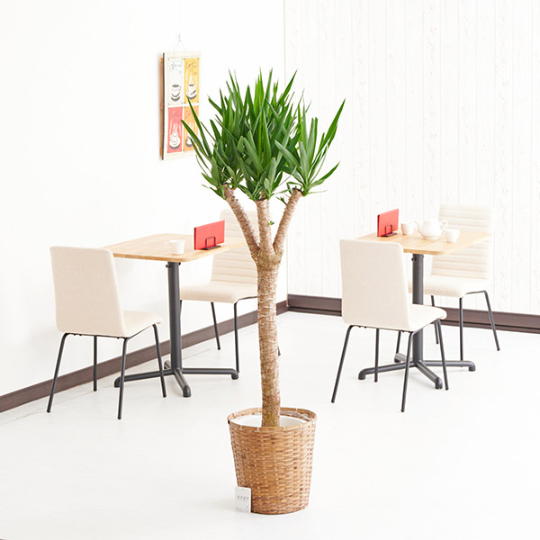 おしゃれな花の贈り物　インテリアグリーン　ユッカブランチ　10号（バスケットタイプの鉢カバー付）