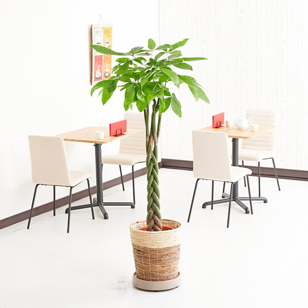おしゃれな花の贈り物　キャスター（茶）付　インテリアグリーン　パキラ　10号（ツートンの鉢カバー）