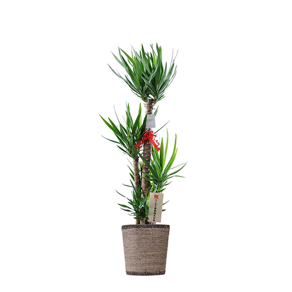 おしゃれな花の贈り物　インテリアグリーン　ユッカ・エレファンティペス　10号（ダークブラウンの鉢カバー付）