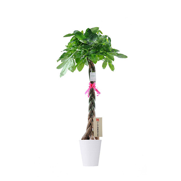 おしゃれな花の贈り物　インテリアグリーン　パキラ　10号（白鉢・受け皿付き）