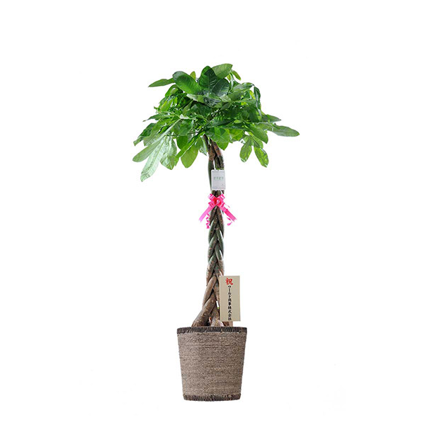 おしゃれな花の贈り物　インテリアグリーン　パキラ　10号（ダークブラウンの鉢カバー付）