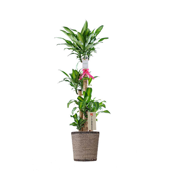 おしゃれな花の贈り物　インテリアグリーン　ドラセナ・マッサンゲアナ　10号（ダークブラウンの鉢カバー付）