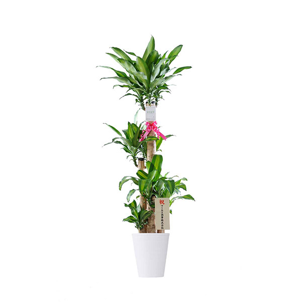 おしゃれな花の贈り物　インテリアグリーン　ドラセナ・マッサンゲアナ　10号（白鉢・受け皿付き）